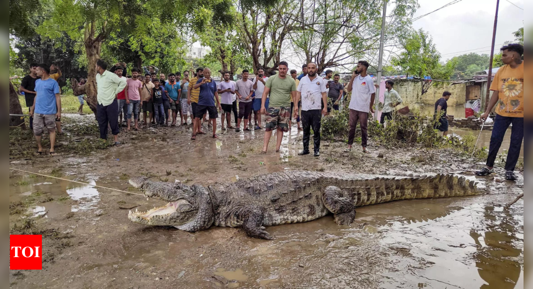 Vadodara floods helped eight crocodiles flee zoo in August | India News