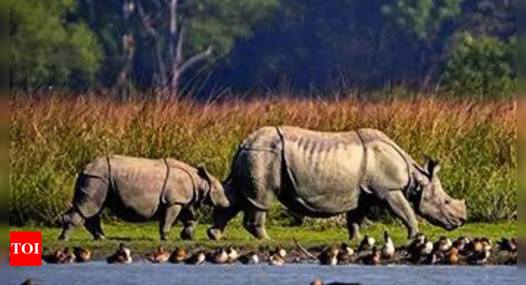 Assam rhino tally up from 600 in 1960s to 3k, poaching down 86% since 2016: Govt data | India News