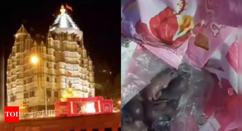 Mice found on prasad packets at Mumbai’s Siddhivinayak Temple; probe launched | Mumbai News