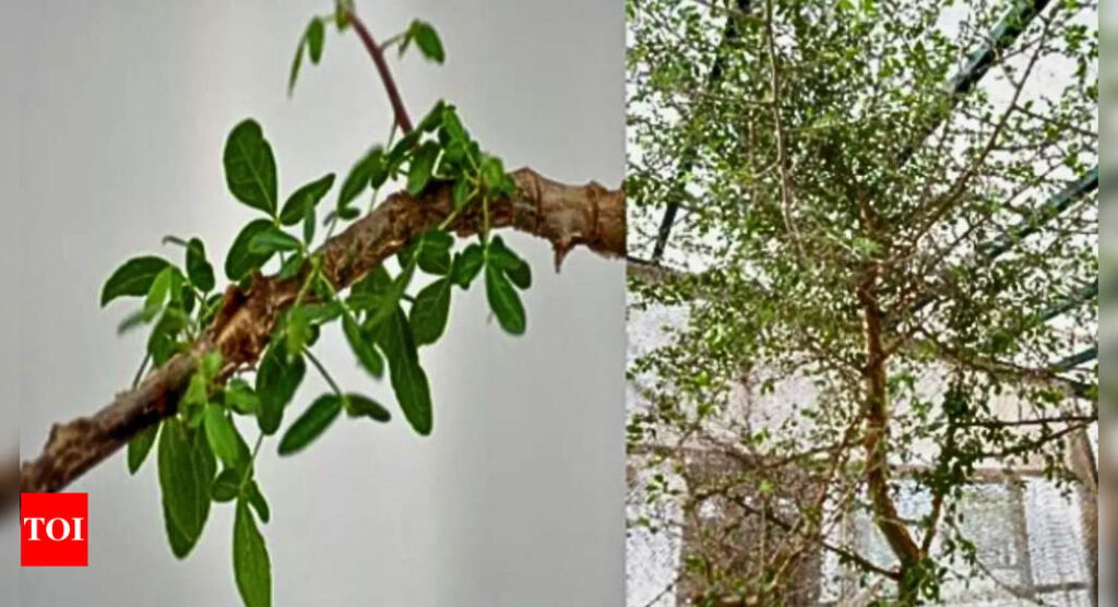 ‘Sheba’ tree, grown from a 1,000-year-old seed, shows promising anti-cancer qualities: Study