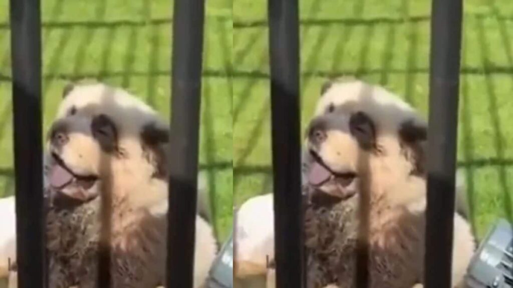 Chinese Zoo Faces Backlash Over Painting Chow Chows Dogs As Panda