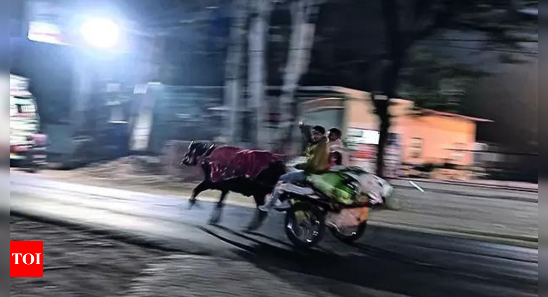 Midnight bullock cart races drive chaos across highways in western UP | India News